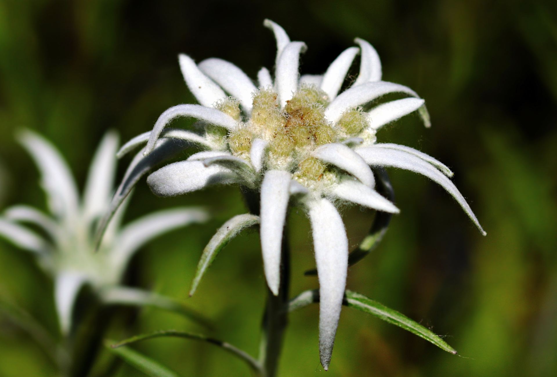 Edelweiß – Symbol der Tiroler Bergwelt