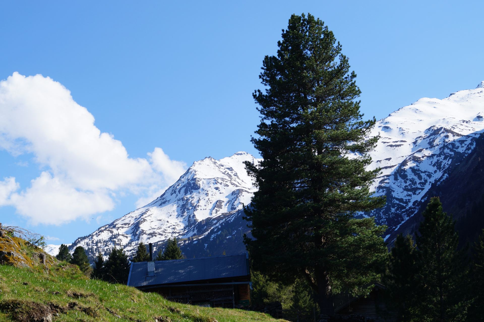 Schneebedeckte Tiroler Berge mit Zirbe